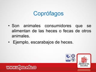 Coprófagos
• Son animales consumidores que se
alimentan de las heces o fecas de otros
animales.
• Ejemplo, escarabajos de heces.
 
