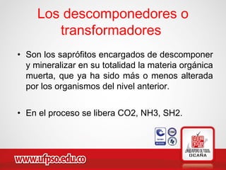 Los descomponedores o
transformadores
• Son los saprófitos encargados de descomponer
y mineralizar en su totalidad la materia orgánica
muerta, que ya ha sido más o menos alterada
por los organismos del nivel anterior.
• En el proceso se libera CO2, NH3, SH2.
 
