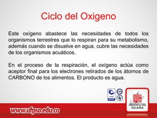 Ciclo del Oxigeno
Este oxígeno abastece las necesidades de todos los
organismos terrestres que lo respiran para su metabolismo,
además cuando se disuelve en agua, cubre las necesidades
de los organismos acuáticos.
En el proceso de la respiración, el oxígeno actúa como
aceptor final para los electrones retirados de los átomos de
CARBONO de los alimentos. El producto es agua.
 