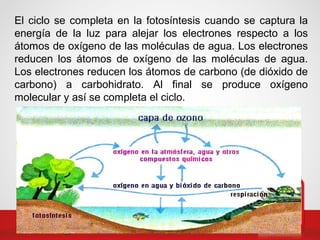 El ciclo se completa en la fotosíntesis cuando se captura la
energía de la luz para alejar los electrones respecto a los
átomos de oxígeno de las moléculas de agua. Los electrones
reducen los átomos de oxígeno de las moléculas de agua.
Los electrones reducen los átomos de carbono (de dióxido de
carbono) a carbohidrato. Al final se produce oxígeno
molecular y así se completa el ciclo.
 