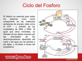 Ciclo del Fosforo
El fósforo es esencial para todos
los sistemas vivos como
componente de las moléculas
portadoras de energía -tales como
el ATP - y también de los
nucleótidos de DNA y RNA. Al
igual que otros minerales, es
liberado de los tejidos muertos por
las actividades de los
descomponedores, absorbido del
suelo y del agua por las plantas y
las algas, y circulado a través del
ecosistema
 