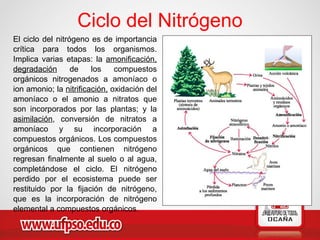 Ciclo del Nitrógeno
El ciclo del nitrógeno es de importancia
crítica para todos los organismos.
Implica varias etapas: la amonificación,
degradación de los compuestos
orgánicos nitrogenados a amoníaco o
ion amonio; la nitrificación, oxidación del
amoníaco o el amonio a nitratos que
son incorporados por las plantas; y la
asimilación, conversión de nitratos a
amoníaco y su incorporación a
compuestos orgánicos. Los compuestos
orgánicos que contienen nitrógeno
regresan finalmente al suelo o al agua,
completándose el ciclo. El nitrógeno
perdido por el ecosistema puede ser
restituido por la fijación de nitrógeno,
que es la incorporación de nitrógeno
elemental a compuestos orgánicos.
 