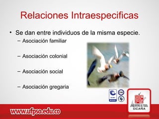 Relaciones Intraespecificas
• Se dan entre individuos de la misma especie.
– Asociación familiar
– Asociación colonial
– Asociación social
– Asociación gregaria
 