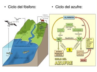 Ciclo del fósforo: Ciclo del azufre: 