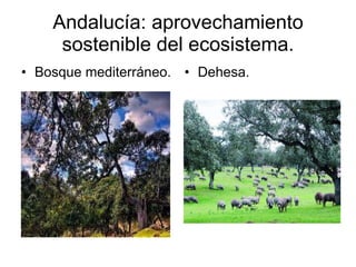 Andalucía: aprovechamiento sostenible del ecosistema. Bosque mediterráneo. Dehesa. 