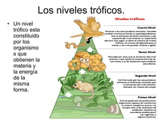Los niveles tróficos. Un nivel trófico esta constituido por los organismos que obtienen la materia y la energía de la misma forma. 
