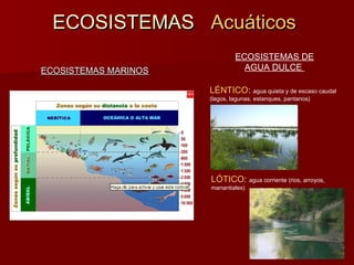 ECOSISTEMASECOSISTEMAS AcuáticosAcuáticos
ECOSISTEMAS MARINOSECOSISTEMAS MARINOS
ECOSISTEMAS DE
AGUA DULCE
LÓTICO: agua corriente (rios, arroyos,
manantiales)
LÉNTICO: agua quieta y de escaso caudal
(lagos, lagunas, estanques, pantanos)
 