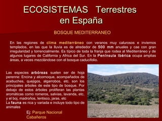 ECOSISTEMAS TerrestresECOSISTEMAS Terrestres
en Españaen España
BOSQUE MEDITERRANEO
En las regiones de clima mediterráneo con veranos muy calurosos e inviernos
templados, en las que la lluvia es de alrededor de 500 mm anuales y cae con gran
irregularidad y torrencialmente. Es típico de toda la franja que rodea al Mediterráneo y de
algunos lugares de California y Africa del Sur. En la Península Ibérica ocupa amplias
áreas, a veces mezclándose con el bosque caducifolio.
Las especies arbóreas suelen ser de hoja
perenne: Encina y alcornoque, acompañados de
acebuches, quejigos, algarrobos, etc. son los
principales árboles de este tipo de bosque. Por
debajo de estos árboles proliferan las plantas
aromáticas como romeros, salvias, lavanda, etc.
y el boj, madroños, lentisco, jaras, etc
La fauna es rica y variada e incluye todo tipo de
animales
Ej: Parque Nacional
Cabañeros
 
