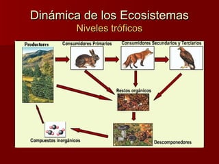 Dinámica de los EcosistemasDinámica de los Ecosistemas
Niveles tróficosNiveles tróficos
 