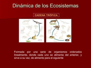 Dinámica de los EcosistemasDinámica de los Ecosistemas
CADENA TRÓFICA
Formada por una serie de organismos ordenados
linealmente, donde cada uno se alimenta del anterior, y
sirve a su vez, de alimento para el siguiente
 