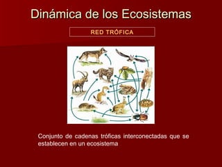 Dinámica de los EcosistemasDinámica de los Ecosistemas
RED TRÓFICA
Conjunto de cadenas tróficas interconectadas que se
establecen en un ecosistema
 