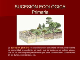 SUCESIÓN ECOLÓGICASUCESIÓN ECOLÓGICA
PrimariaPrimaria
La sucesión primaria es aquella que se desarrolla en una zona carente
de comunidad preexistente, es decir, que se inicia en un biotopo virgen,
que no ha sido ocupado previamente por otras comunidades, como ocurre
en las dunas, nuevas islas, etc.
 