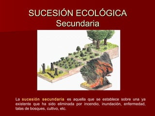SUCESIÓN ECOLÓGICASUCESIÓN ECOLÓGICA
SecundariaSecundaria
La sucesión secundaria es aquella que se establece sobre una ya
existente que ha sido eliminada por incendio, inundación, enfermedad,
talas de bosques, cultivo, etc.
 