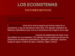 LOS ECOSISTEMASLOS ECOSISTEMAS
FACTORES BIOTICOS
Entre los seres vivos de un ecosistema pueden establecerse
diferentes niveles de organización:
• POBLACIÓN.- seres de la misma especie que forman parte de un
ecosistema, y que se reproducen entre ellos. Por ejemplo: población de
Malvasía cabeciblanca que vive en el ecosistema de la laguna de la vega.
• COMUNIDAD (Biocenosis).- conjunto de poblaciones de seres vivos
que habitan en un ecosistema. Por ejemplo: la comunidad que forman las
poblaciones de Malvasía cabeciblanca, Zampullín cuellinegro, Daphnia
(pulga de agua), Culebra de agua, Libélulas, Algas, Carrizo.
 