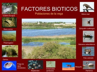 FACTORES BIOTICOS
Poblaciones de la vega
Culebra de agua
Rana común Zampullín cuellinegro
Malvasía cabeciblanca
Pato colorado
Flamenco
Carrizo
Pulga de
agua
(crustaceo)
Mosquito
Entamoeba
(protozoo)
Potamogeton
fitoplancton
Milano real
 