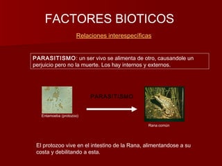 FACTORES BIOTICOS
Relaciones interespecíficas
Entamoeba (protozoo)
PARASITISMO
Rana común
PARASITISMO: un ser vivo se alimenta de otro, causandole un
perjuicio pero no la muerte. Los hay internos y externos.
El protozoo vive en el intestino de la Rana, alimentandose a su
costa y debilitando a esta.
 