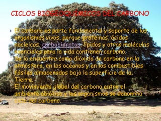 CICLOS BIOGEOQUÍMICOS DEL CARBONOEl carbono es parte fundamental y soporte de los organismos vivos, porque proteínas, ácidos nucleicos, carbohidratos, lípidos y otras moléculas esenciales para la vida contienen carbono.  Se lo encuentra como dióxido de carbono en la atmósfera, en los océanos y en los combustibles fósiles almacenados bajo la superficie de la Tierra.  El movimiento global del carbono entre el ambiente abiótico y los organismos se denomina ciclo del carbono.