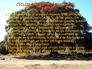 CICLOS BIOGEOQUÍMICOS DEL  NITROGENO:La atmósfera es el principal reservorio de nitrógeno, donde constituye hasta un 78 %  de los gases. Sin embargo, como la mayoría de los seres vivos no pueden utilizar el nitrógeno atmosférico para elaborar aminoácidos y otros compuestos nitrogenados, dependen del nitrógeno presente en los minerales del suelo. Por lo tanto, a pesar de la gran cantidad de nitrógeno en la atmósfera, la escasez de nitrógeno en el suelo constituye un factor limitante para el crecimiento de los vegetales. El proceso a través del cual circula nitrógeno a través del mundo orgánico y el mundo físico se denomina ciclo del nitrógeno. 