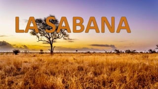 Ecosistema Sabana características principales | PDF