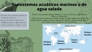 Ecosistemas acuáticos marinos o de
agua salada
Se trata de los sistemas acuáticos con
un elevado nivel de sal
De toda la superficie terrestre un
70.8% (equivalente a 362 millones de
km2), corresponde a océanos y mares.
Existen tres grandes océanos (Atlántico, índico y Pacífico) y dos menores
(Ártico y Antártico).
Mientras que los mares son también masas de agua salada, pero de menor
tamaño que los océanos. Existen multitud de mares en todo el mundo como el
mar Caribe, el mar del Norte o el mar de Ross.
 