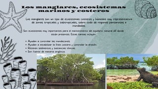 Los manglares, ecosistemas
marinos y costeros
Ayudan a controlar las inundaciones.
Ayudan a estabilizar la línea costera y controlar la erosión.
Retienen sedimentos y sustancias tóxicas.
Son fuente de materia orgánica.
Son ecosistemas muy importantes para el mantenimiento del equilibrio natural allí donde
están presentes. Estas tareas incluyen:


Los manglares son un tipo de ecosistemas costeros y húmedos muy representativo
de zonas tropicales y subtropicales, sobre todo de regiones pantanosas e
inundadas.
 