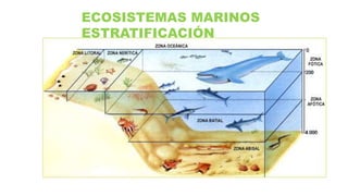 ECOSISTEMAS MARINOS
ESTRATIFICACIÓN
 