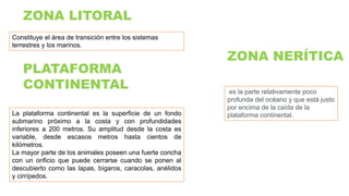 La plataforma continental es la superficie de un fondo
submarino próximo a la costa y con profundidades
inferiores a 200 metros. Su amplitud desde la costa es
variable, desde escasos metros hasta cientos de
kilómetros.
La mayor parte de los animales poseen una fuerte concha
con un orificio que puede cerrarse cuando se ponen al
descubierto como las lapas, bígaros, caracolas, anélidos
y cirrípedos.
PLATAFORMA
CONTINENTAL
ZONA LITORAL
Constituye el área de transición entre los sistemas
terrestres y los marinos.
es la parte relativamente poco
profunda del océano y que está justo
por encima de la caída de la
plataforma continental.
ZONA NERÍTICA
 