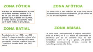 ZONA FÓTICA
es el área del ambiente marino o lacustre
hasta donde alcanza a penetrar la luz
del sol. Esta zona está dividida en dos
grandes capas, la capa o zona eufótica,
la cual se extiende generalmente hasta
los 80 a 200 metros de profundidad.
ZONA AFÓTICA
Se define como la zona oceánica, en la que no es posible
el desarrollo de procesos fotosintéticos, ya que menos del
1% de la luz solar penetra en ellas.
ZONA BATIAL ZONA ABISAL
Zona batial, entre los 1.000 y los 4.000
metros. A esta zona oceánica no llega la luz
y en ella la comida es escasa. Algunas de
las especies que viven en ella no tiene ojos.
Zona abisal, entre los 4.000 y los 6.000
metros.
La zona abisal, correspondiente al espacio encontrado
entre los 4 000 y los 6 000 metros de profundidad, se
caracteriza por ser un ambiente muy frío con
temperaturas entre los 0 y 3 grados, una presión
hidrostática extremadamente elevada, escasez de
nutrientes y ausencia total de luz.
 