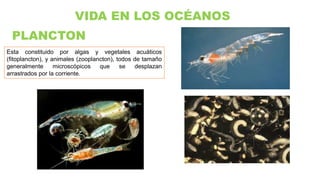 VIDA EN LOS OCÉANOS
PLANCTON
Esta constituido por algas y vegetales acuáticos
(fitoplancton), y animales (zooplancton), todos de tamaño
generalmente microscópicos que se desplazan
arrastrados por la corriente.
 