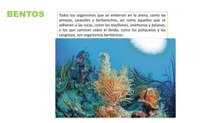 BENTOS Todos los organismos que se entierran en la arena, como las
almejas, caracoles y berberechos, así como aquellos que se
adhieren a las rocas, como los mejillones, anémonas y balanos,
o los que caminan sobre el fondo, como los poliquetos y los
cangrejos, son organismos bentónicos..
 