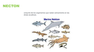 NECTON
conjunto de los organismos que nadan activamente en las
áreas acuáticas.
 