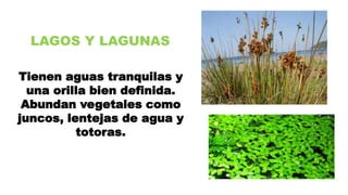 LAGOS Y LAGUNAS
Tienen aguas tranquilas y
una orilla bien definida.
Abundan vegetales como
juncos, lentejas de agua y
totoras.
 