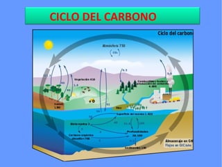 CICLO DEL CARBONO
 