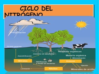 CICLO DEL
            i
NITRÓGENO




                11
 