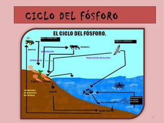 CICLO DEL k
          FÓSFORO




                    12
 