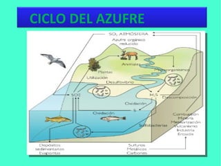 CICLO DEL AZUFRE
 