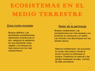 ECOSISTEMAS EN EL
  MEDIO TERRESTRE
Zona norte-noroeste                Resto de la península
                               Bosque mediterráneo: Las
Bosque atlántico: Las          precipitaciones son más escasas y se
abundantes precipitaciones,    producen en primavera y en otoño.
distribuidos durante todo el   Las encinas y los alcornoques son los
año, aseguran la asistencia    árboles típicos.
de una importante masa
vegetal. Los bosques de
hoja caduca son los más        Matorral mediterráneo: Se encuentra
característicos.               en zonas más secas o donde la
                               acción humana ha eliminado el
                               bosque. Predomina el matorral y las
                               plantas herbáceas anuales, muchas
                               de ellas aromáticas.

                                                                14
 