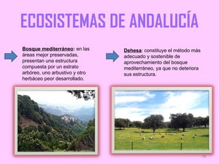 ECOSISTEMAS DE ANDALUCÍA
Bosque mediterráneo: en las     Dehesa: constituye el método más
áreas mejor preservadas,        adecuado y sostenible de
presentan una estructura        aprovechamiento del bosque
compuesta por un estrato        mediterráneo, ya que no deteriora
arbóreo, uno arbustivo y otro   sus estructura.
herbáceo peor desarrollado.




                                                                    16
 