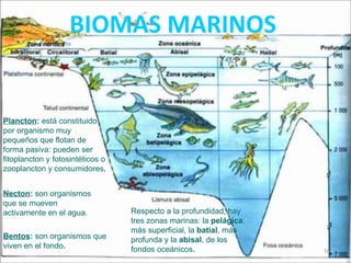 BIOMAS MARINOS


Plancton: está constituido
por organismo muy
pequeños que flotan de
forma pasiva: pueden ser
fitoplancton y fotosintéticos o
zooplancton y consumidores.


Necton: son organismos
que se mueven
activamente en el agua.           Respecto a la profundidad, hay
                                  tres zonas marinas: la pelágica,
                                  más superficial, la batial, más
Bentos: son organismos que        profunda y la abisal, de los
viven en el fondo.                fondos oceánicos.                  18
 