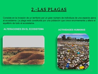 2.-LAS PLAGAS
Consiste en la invasión de un territorio por un gran número de individuos de una especie ajena
al ecosistema .La plaga está constituida por una población que crece enormemente y altera el
equilibrio de todo el ecosistema.

ALTERACIONES EN EL ECOSISTEMA                          ACTIVIDADES HUMANAS




                                                                                        20
 