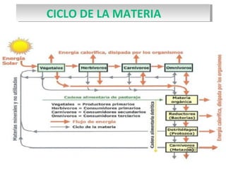 CICLO DE LA MATERIA
 