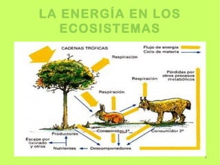 LA ENERGÍA EN LOS
   ECOSISTEMAS




                    4
 