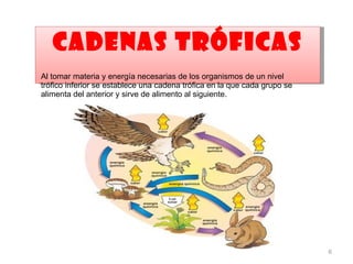 A
   CADENAS TRÓFICAS
Al tomar materia y energía necesarias de los organismos de un nivel
trófico inferior se establece una cadena trófica en la que cada grupo se
alimenta del anterior y sirve de alimento al siguiente.




                                                                           6
 