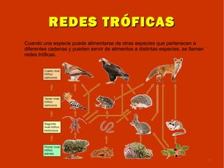 REDES TRÓFICAS
Cuando una especie puede alimentarse de otras especies que pertenecen a
diferentes cadenas y pueden servir de alimentos a distintas especies, se llaman
redes tróficas.




                                                                                  7
 