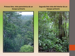 Primera foto, vista panorámica de un
bosque primario
Segunda foto vista del interior de un
bosque primario
 
