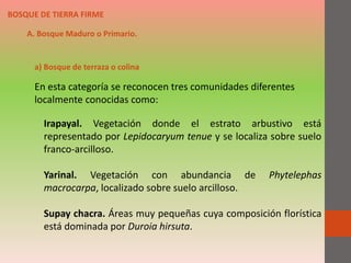 En esta categoría se reconocen tres comunidades diferentes
localmente conocidas como:
BOSQUE DE TIERRA FIRME
Irapayal. Vegetación donde el estrato arbustivo está
representado por Lepidocaryum tenue y se localiza sobre suelo
franco-arcilloso.
Yarinal. Vegetación con abundancia de Phytelephas
macrocarpa, localizado sobre suelo arcilloso.
Supay chacra. Áreas muy pequeñas cuya composición florística
está dominada por Duroia hirsuta.
a) Bosque de terraza o colina
A. Bosque Maduro o Primario.
 