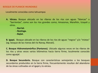 BOSQUE DE PLANICIE INUNDABLE
Localmente conocidas como tahuampas
A. Várzea. Bosque ubicado en las riberas de los ríos con aguas “blancas” o
“barrientas”, como son los ríos grandes como; Amazonas, Marañón, Ucayali y
otros.
- Barrial.
- Restinga.
- Bajial.
B. Igapó. Bosque ubicado en las riberas de los ríos de aguas “negras” y/o “mixtas”
(eg. bosque de las riveras del río Nanay, Manati).
C. Bosque Hidrometamórfico (Pantanos). Ubicado algunas veces en las riberas de
los ríos y otras veces varios kilómetros hacia tierra firme, localmente conocido
como aguajal.
D. Bosque Secundario. Bosque con características semejantes a los bosques
secundarios producidos en la tierra firme, frecuentemente resultan del abandono
de las áreas cultivadas en el igapó y la várzea.
 