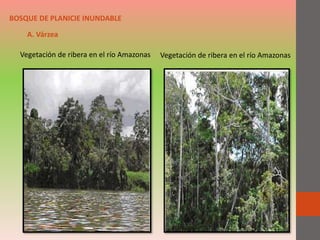 BOSQUE DE PLANICIE INUNDABLE
A. Várzea
Vegetación de ribera en el río Amazonas Vegetación de ribera en el río Amazonas
 