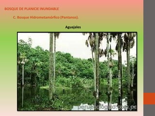 C. Bosque Hidrometamórfico (Pantanos).
BOSQUE DE PLANICIE INUNDABLE
Aguajales
 