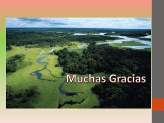 Ecosistemas amazónicos